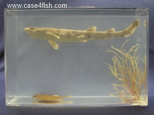 Foto Galerie/Carcharhiniformes/Scyliorhinus canicula/Scyliorhinus canicula_04_S.jpg